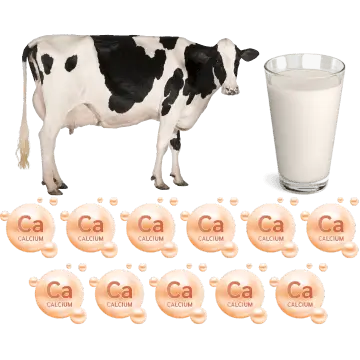 Sante Barley International Barley Grass has 11x the Calcium in Cows Milk